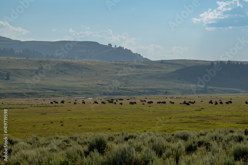 Obraz na płótnie Wide View Of Bison Herd In Yellowstone w salonie
