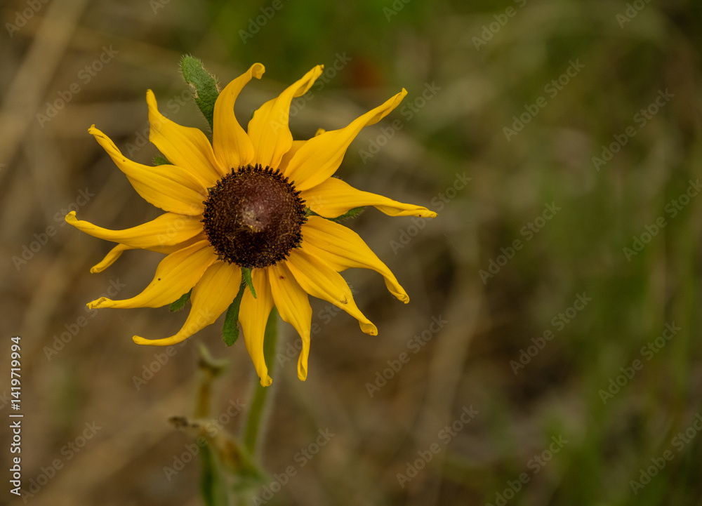 Wilting Sun Flower With Bright Yellow Petals and Copy Space