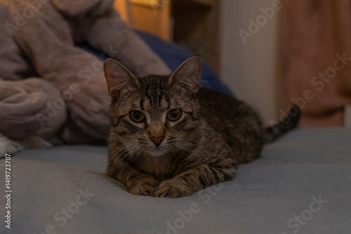 Wallpaper Mural Cat with Bright Eyes Softly Gazing Indoors on Evening Bedspread Torontodigital.ca