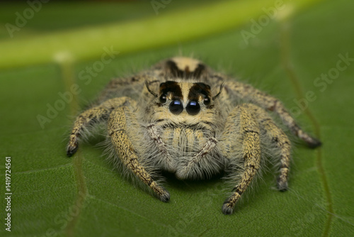 Macro of spider (Hyllus Diardi Female) insect photo
