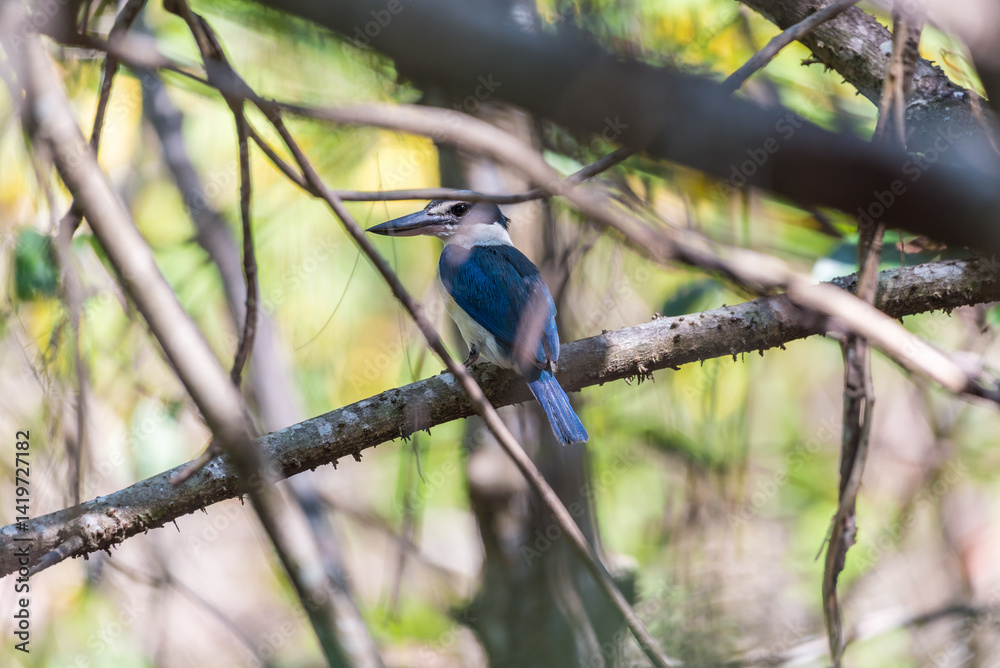Bird (White-collared kingfisher) in a nature wild Bird (White-collared kingfisher) in a nature wild