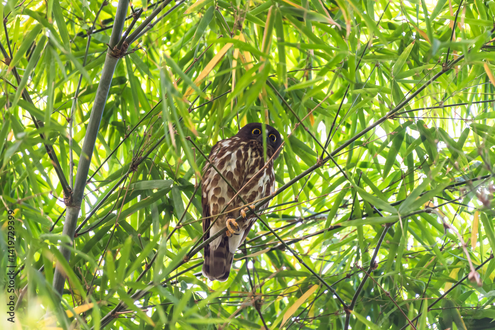 Bird (Northern Boobook) in a nature wild Bird (Northern Boobook) in a nature wild