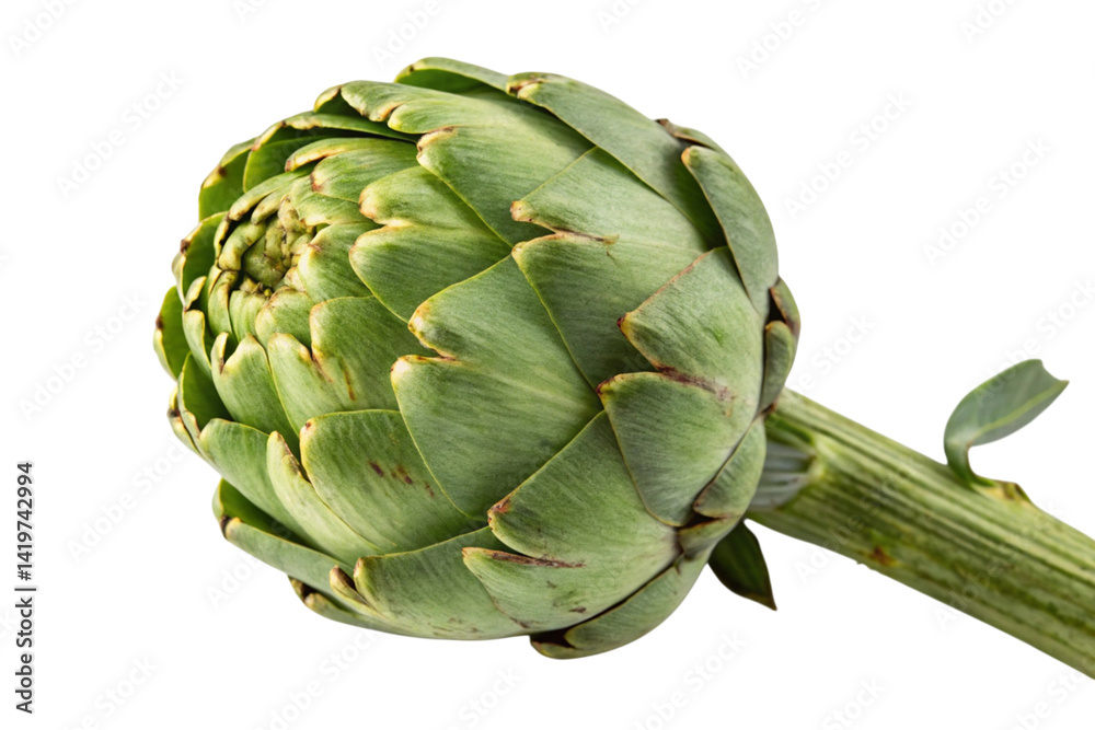 Obraz premium artichoke isolated on white background