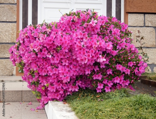 Blooming pink azalea bush decorating house entrance