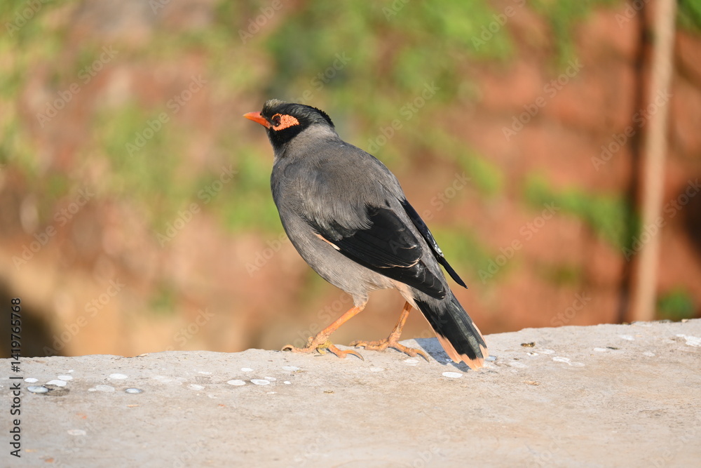 Naklejka premium Indian Myna Birds. Its other names Common myna and mynah. This is a bird of the starling family Sturnidae. This is a group of passerine birds which are native to southern Asia, especially India. 