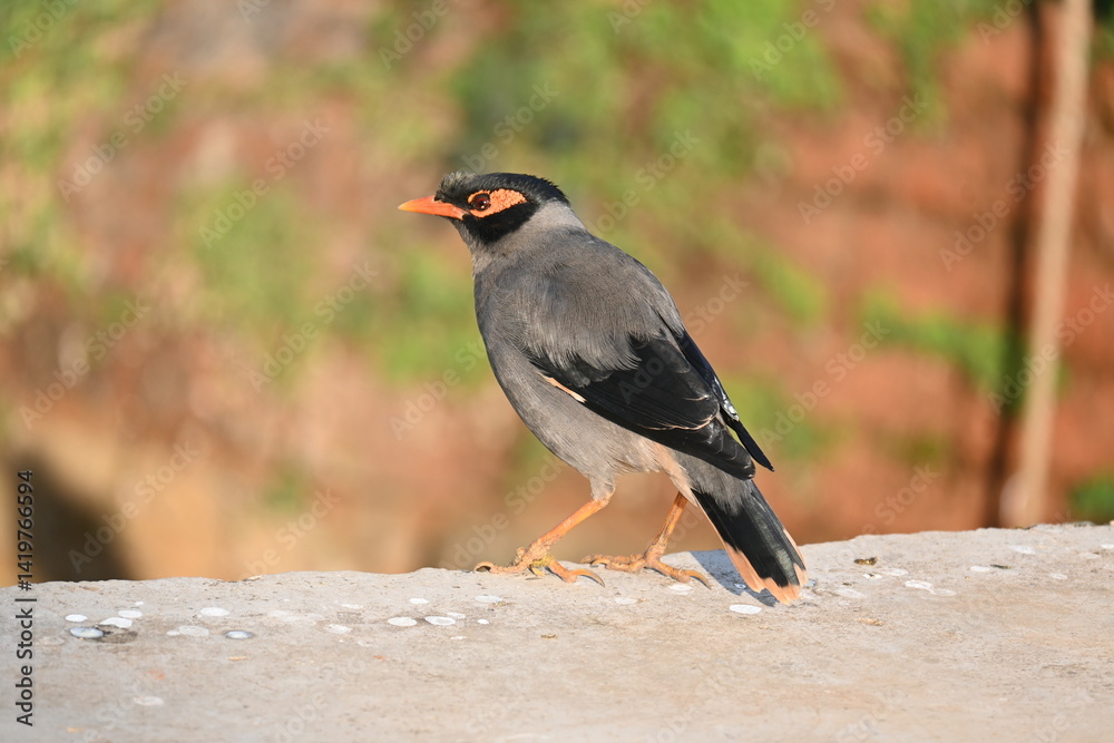 Obraz premium Indian Myna Birds. Its other names Common myna and mynah. This is a bird of the starling family Sturnidae. This is a group of passerine birds which are native to southern Asia, especially India. 