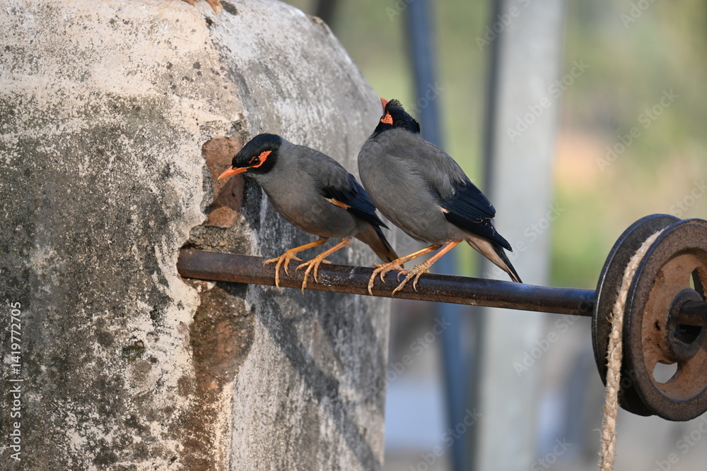 Fototapeta premium Pair of Indian Myna Birds. Its other names Common myna and mynah. This is a bird of the starling family Sturnidae. This is a group of passerine birds.