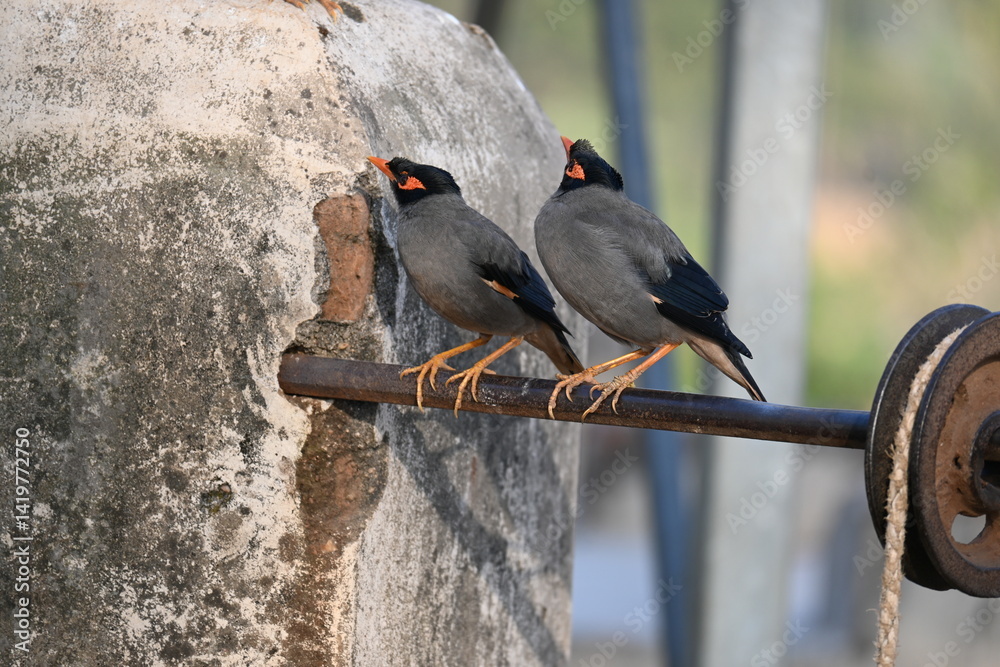 Fototapeta premium Pair of Indian Myna Birds. Its other names Common myna and mynah. This is a bird of the starling family Sturnidae. This is a group of passerine birds. 
