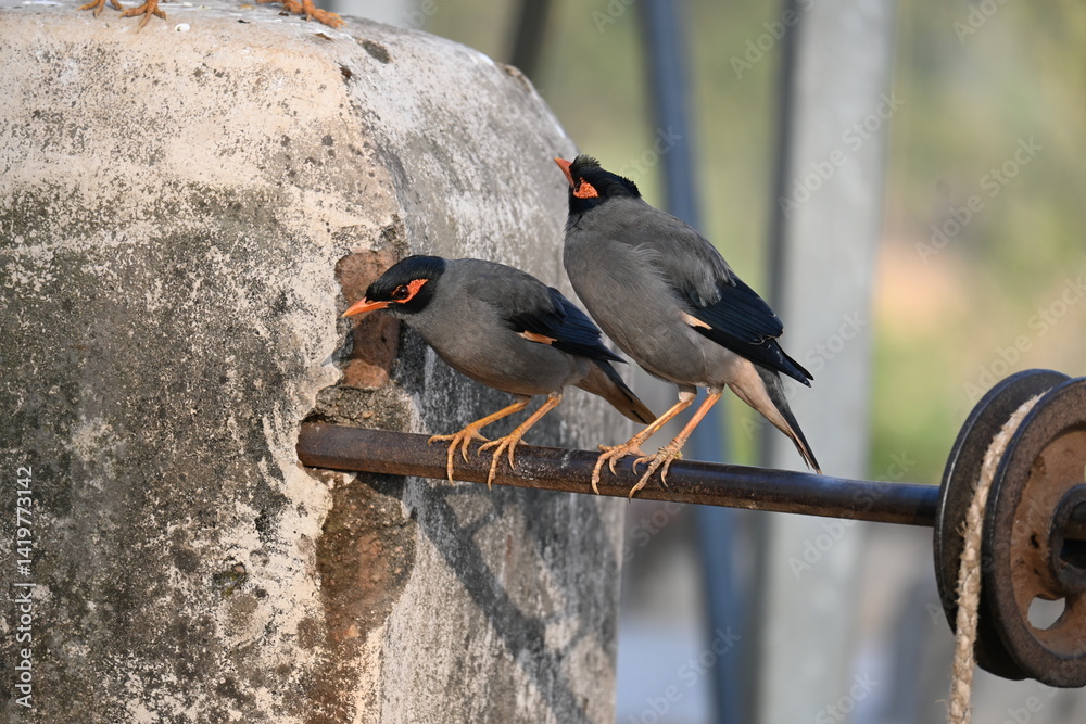 Fototapeta premium Pair of Indian Myna Birds. Its other names Common myna and mynah. This is a bird of the starling family Sturnidae. This is a group of passerine birds.