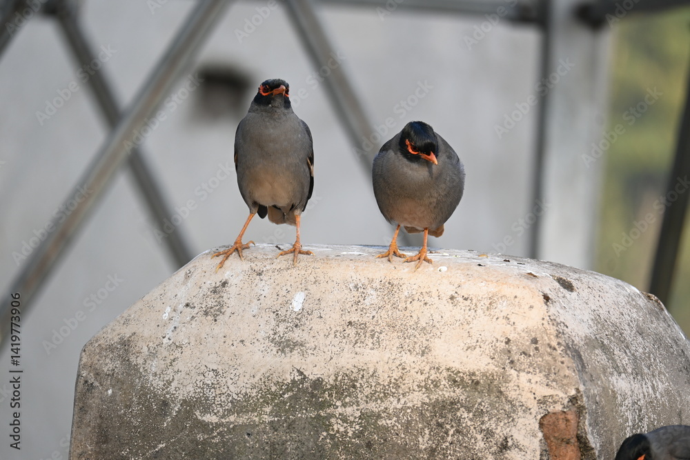 Fototapeta premium Pair of Indian Myna Birds. Its other names Common myna and mynah. This is a bird of the starling family Sturnidae. This is a group of passerine birds.