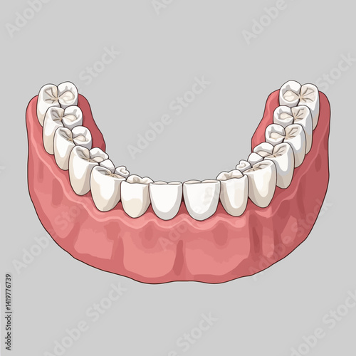 Full set of upper dentures, gums and teeth illustration