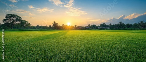Golden Sunset over Lush Rice Paddy Field