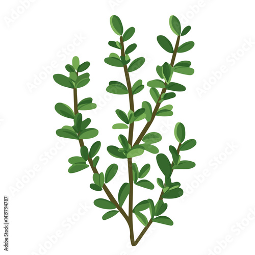 A Simple flat 2D icon green thyme branch isolated on a white background, vector, flat design, animation design, vector, flat design, animation design, simple flat 2D icon, minimalist and modern design