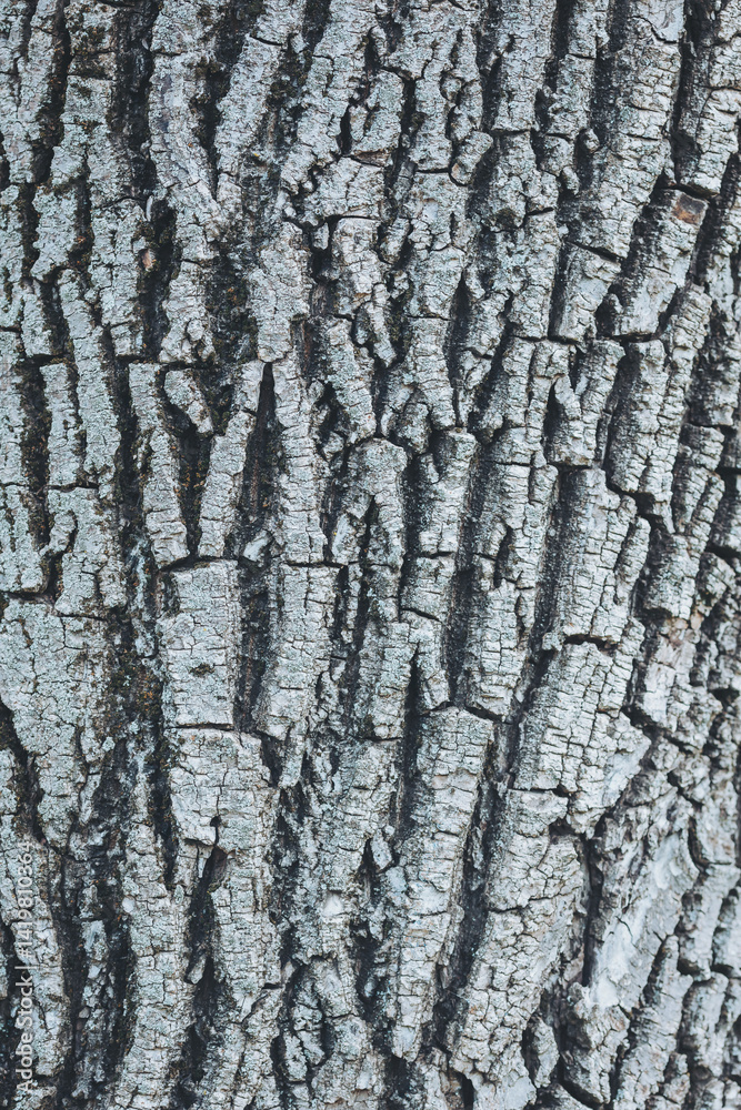 Fototapeta premium Exploring the intricate textures of a weathered tree trunk in a tranquil forest during a quiet autumn . Rough Bark with Natural Wood Patterns