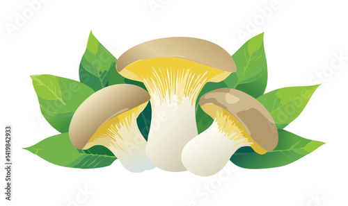 King Oyster Mushroom - Vector Illustration