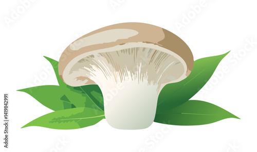 King Oyster Mushroom - Vector Illustration