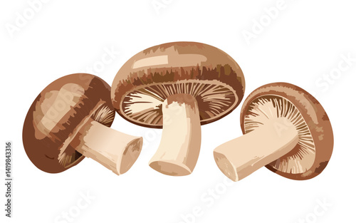 Shiitake Mushroom - Vector Illustration