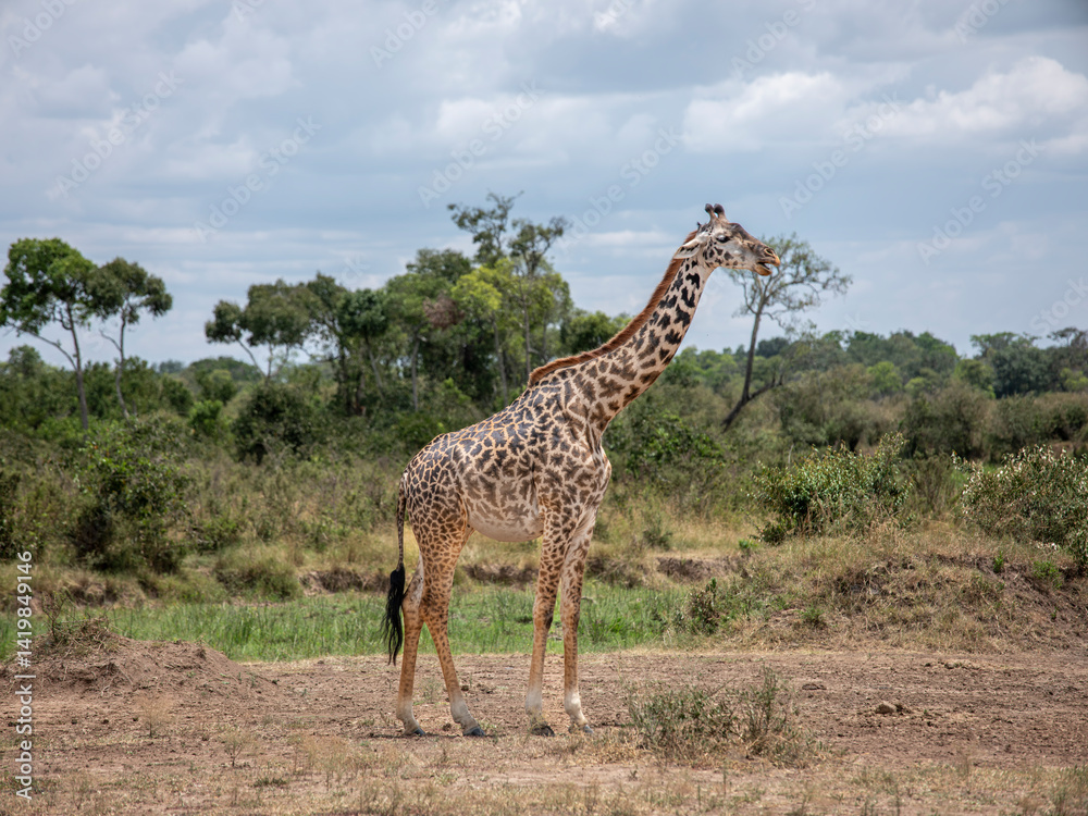 Obraz premium Embark on a safari in Kenya. From the bustling city of Nairobi to the pristine jungles of Tsavo and Amboseli to the Masai Mara. this magical land seems to condense the essence of Africa
