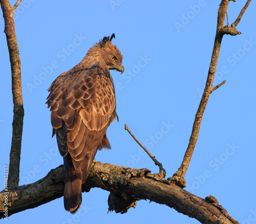Photography Changeable Hawk Eagle - photographed in Bandipur National Park (Karnataka, India