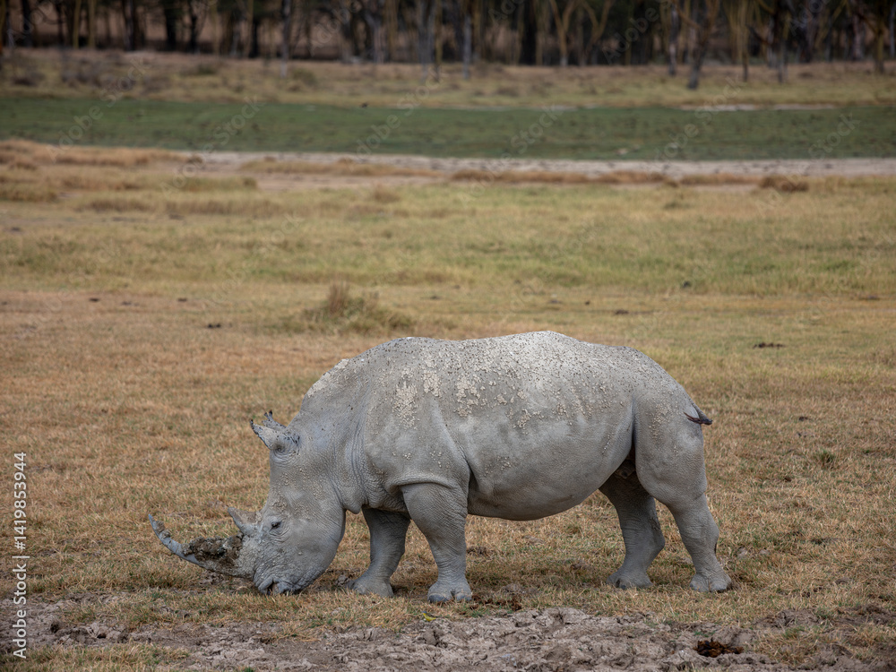 Obraz premium Embark on a safari in Kenya. From the bustling city of Nairobi to the pristine jungles of Tsavo and Amboseli to the Masai Mara. this magical land seems to condense the essence of Africa