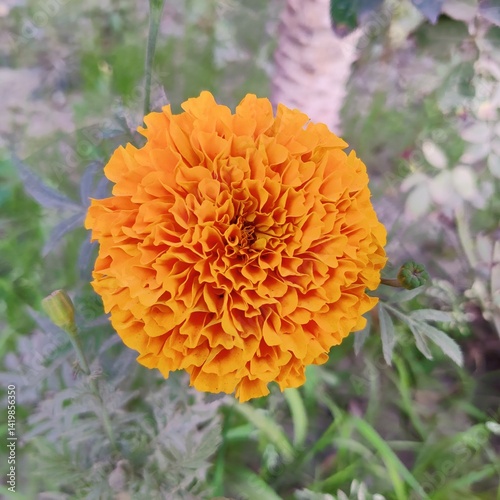 Bright Marigold Blossom in Soft Focus

