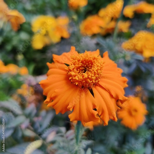 Vibrant Yellow Garden Flower with Blurred Background