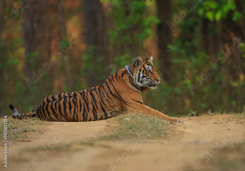 Photography A Radio Collared Tiger - photographed in Kanha National Park (India)