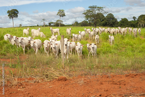 Um pequeno rebanho de gado bovino nelore em pasto na fazenda no interior de Goias. photo