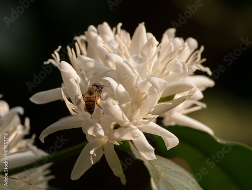 Canvas Print Beautiful coffee flowers - photographed in Chikmagalur (Karnataka, India)