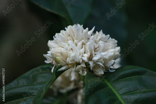 Photography Beautiful coffee flowers - photographed in Chikmagalur (Karnataka, India)