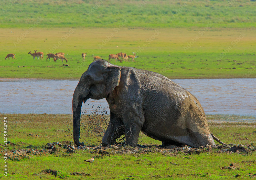 Fototapeta premium An Elephant trudging in the soft mud near a water body in Jim Corbett National Park (India)