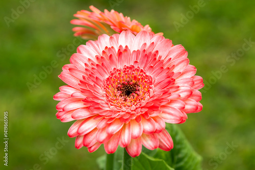 Gerbia 'Sundayz' (Gerbera) a summer flowering plant with a pink summertime flower commonly known as Transvaal, Barberton or African daisy, gardening stock photo image