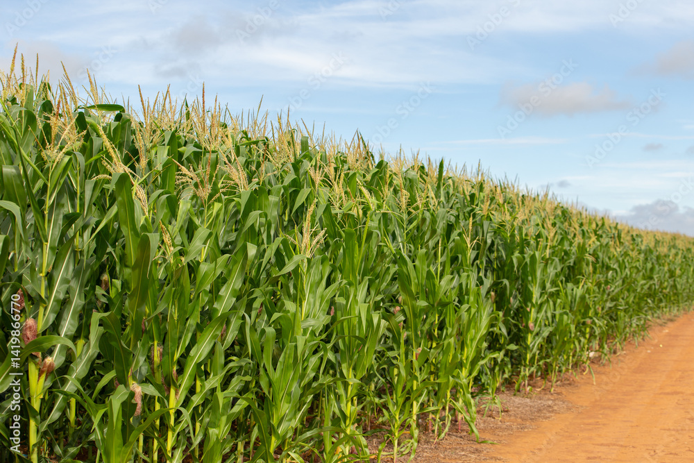 Obraz premium Uma bonita e fresca plantação de milho em fazenda de Goias.