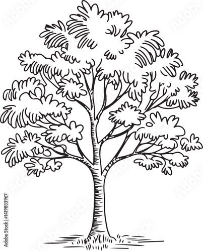 Tree sketches hand-drawn illustrations various tree species deciduous and coniferous trees palm trees detailed line art black and white drawings botanical illustrations nature stud