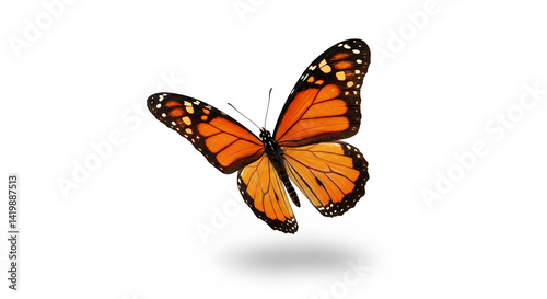 Orange butterfly on white background. Insect with black markings on its wings is fluttering. Animal isolated with shadow. Colorful butterfly is flying.