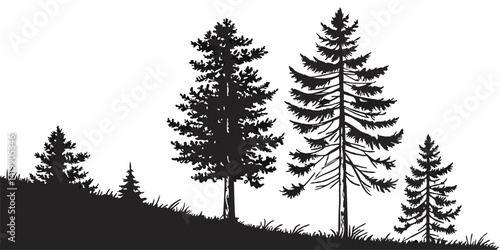 Fir trees silhouette line art illustration