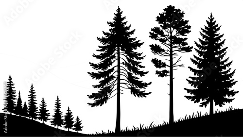 Fir trees silhouette line art illustration