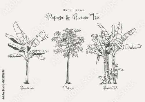 Hand Drawn Papaya and Banana Tree Tropical Botanical Illustration