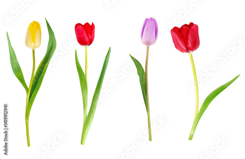 Colorful tulips on white background isolated displaying nature's beauty and e...