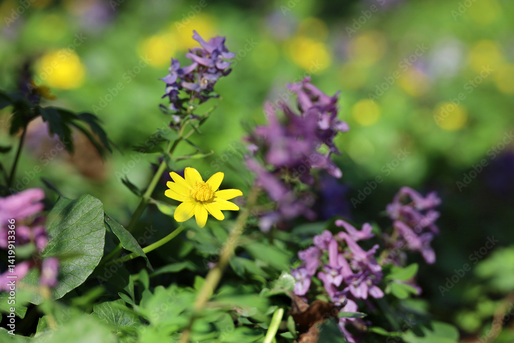 Spring flowers in a forest, yellow buttercup and purple fumewort. Background with vivid colors of fairy nature