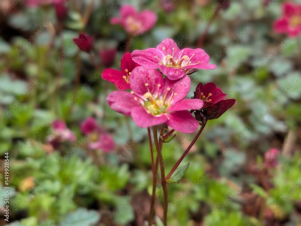 Fototapeta premium A Saxifrage flower (Saxifraga) in an ornamental garden