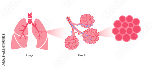 Human lungs poster