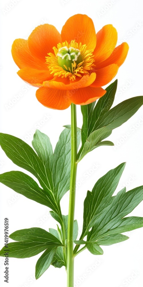 Naklejka premium Vibrant orange flower with green leaves against a white background.
