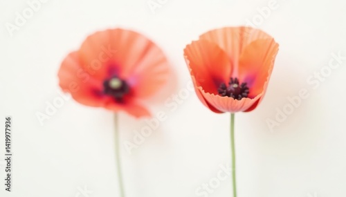 Single red poppy blossom, stark white backdrop, petal, summer, nature