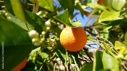 a single ripe orange hangs in bright sunshine with orange blossoms