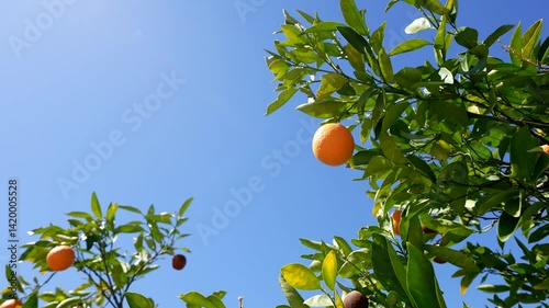 ripe orange hangs from orange tree branch facing bright sunshine and clear blue sky