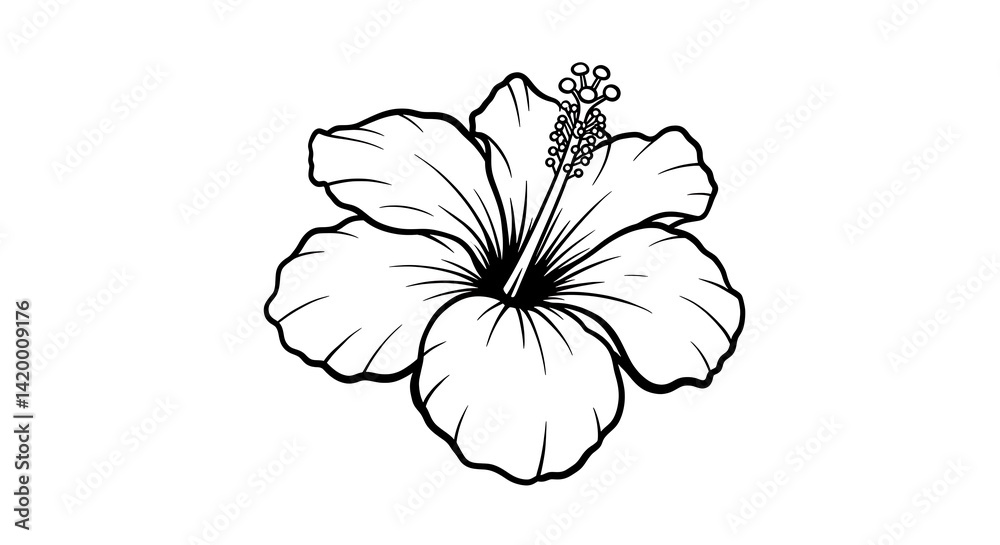 Fototapeta premium Hibiscus Flower Drawing, Line Art Illustration