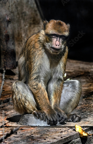 Barbary macaque sitting on the dish. Latin name - Macaca sylvanus	

