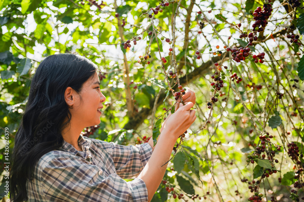 woman is picking fruit from a tree woman is picking fruit from a tree