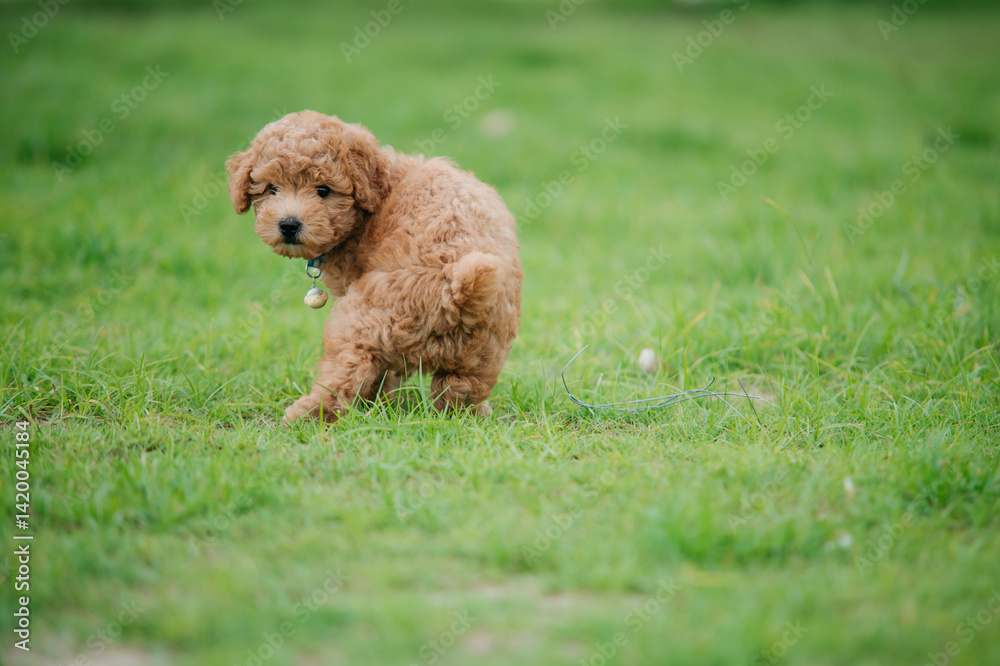 Playful puppy exploring green grass field outdoor setting portrait style adorable canine concept Playful puppy exploring green grass field outdoor setting portrait style adorable canine concept